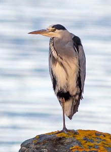 Gråhegre Tautra, Frosta - 8236