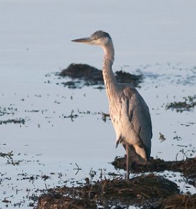 Gråhegre Tautra, Frosta-5915