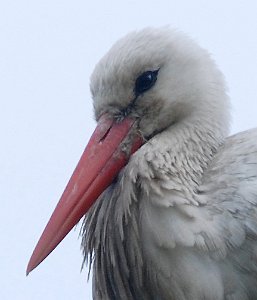 Stork Pålerudbyen, Ringerike 087