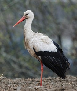 Stork Pålerudbyen, Rinkerike 085