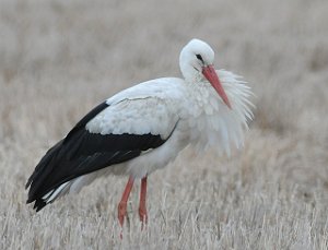 Stork Sutterø, Stjørdal 236