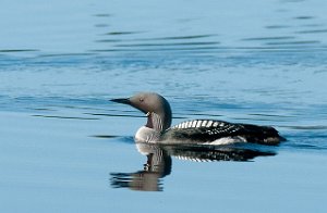 Storlom Källsjøen-9076