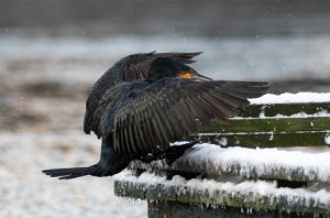 Storskarv Nedre Leirfoss, Trondheim - 0139