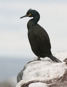 Toppskarv Hornøya, Vardø-0867