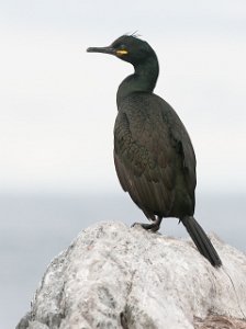 Toppskarv Hornøya, Vardø-0872