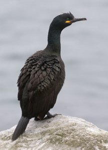 Toppskarv Hornøya, Vardø-1320