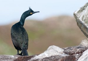 Toppskarv Hornøya, Vardø-8966