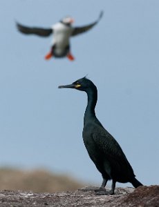 Toppskarv Hornøya, Vardø-9870