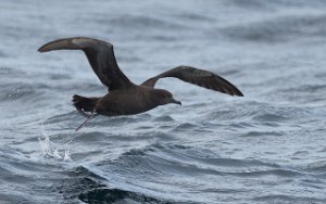 Grålire Havområdene nord for Halten, Frøya-9575