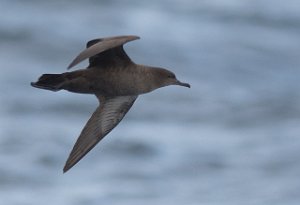 Grålire Havområdene nord for Halten, Frøya-9581