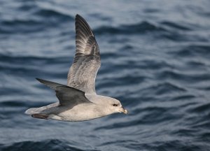 Havhest Northern Fulmar Svalbard 5462