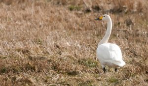 Dvergsvane Roglan, Levanger-5365