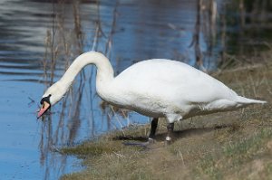 Knoppsvane Børsøra, Børsa, Skaun-7559