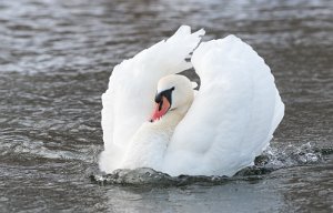 Knoppsvane Bugen, Kyrksæterøra - 5305