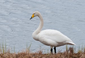 Sangsvane Krampenes, Vardø-2883