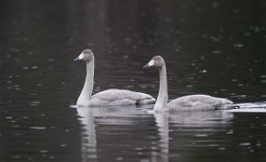 Sangsvane Tanemsbrua, Klæbu-0280