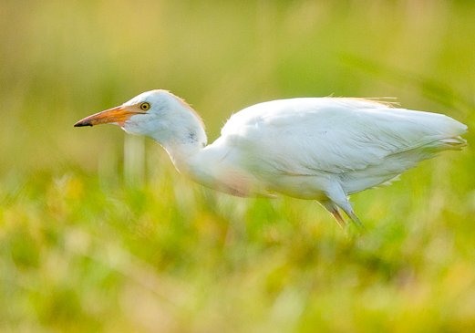 Hegrer, storker, ibis