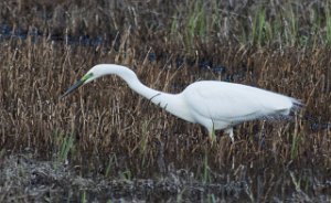 Egretthegre Bergshølen, Stjørdal-9616