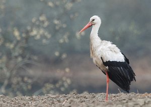 Stork Pålerudbyen, Ringerike 040