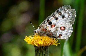 Apollosommerfugl Dalen - 9818