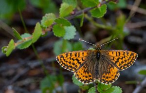 Arktisk perlemorvinge Troms og Finnmark - 3091