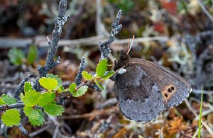 Disas ringvinge Troms og Finnmark - 2163