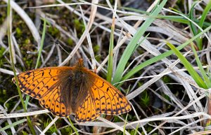 Fjellperlemorvinge Troms og Finnmark - 4692