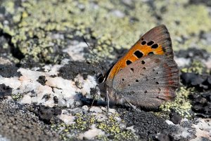 Ildgullvinge Vesterøy, Hvaler - 0805