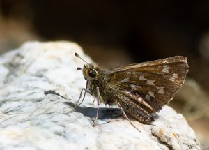 Kommasmyger Grimsdalen, Dovre - 7568