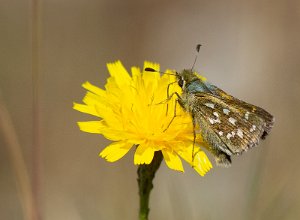 Kommasmyger Grimsdalen, Dovre - 7635