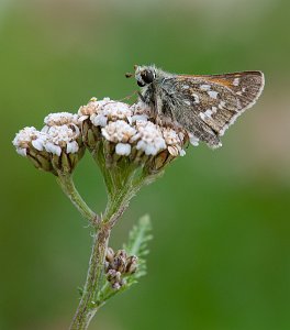 Kommasmyger Røros - 0222