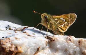 Kommasmyger Troms og Finnmark - 2532