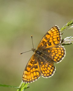 Marimjellerutevinge Bølevann, Sandefjord - 6964