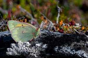 Mjeltgulvinge Troms og Finnmark - 2419