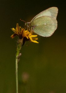 Myrgulvinge Klæbu - 2815