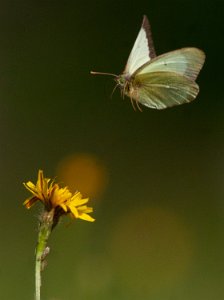 Myrgulvinge Klæbu - 2839