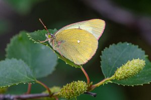 Myrgulvinge Oppdal - 8340