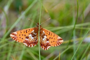 Myrperlemorvinge Meråker - 9314