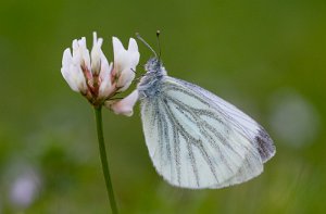 Rapssommerfugl Haugamyra Park, Klæbu - 6162