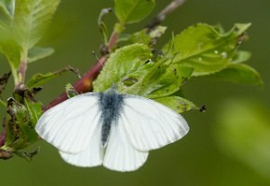 Rapssommerfugl Tanemsbrua, Klæbu - 5920