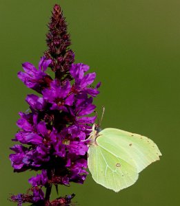 Sitronsommerfugl Saltnes, Råde-7564