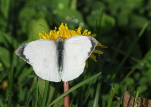 Stor kålsommerfugl Hauganfjæra camping, Frosta 667