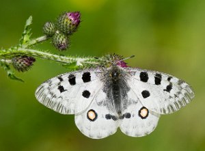 Apollosommerfugl Dalen, Tokke-2136