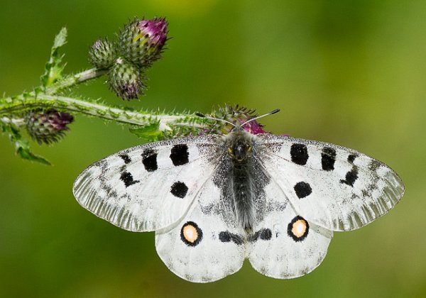 Apollosommerfugl